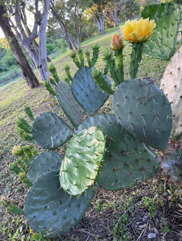 Cedar Stays RV Park | Marble Falls photo 3